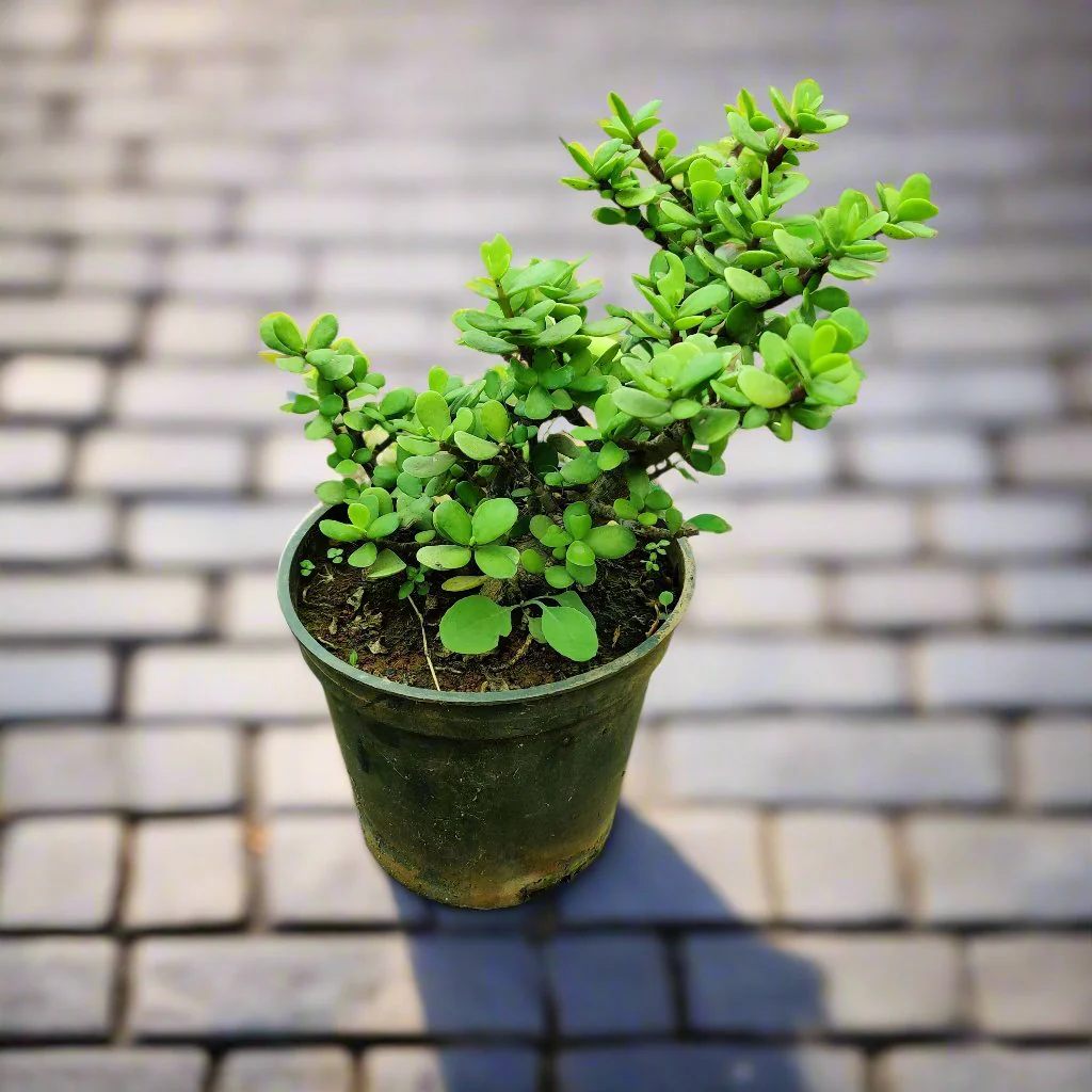 Lucky Jade Plant
