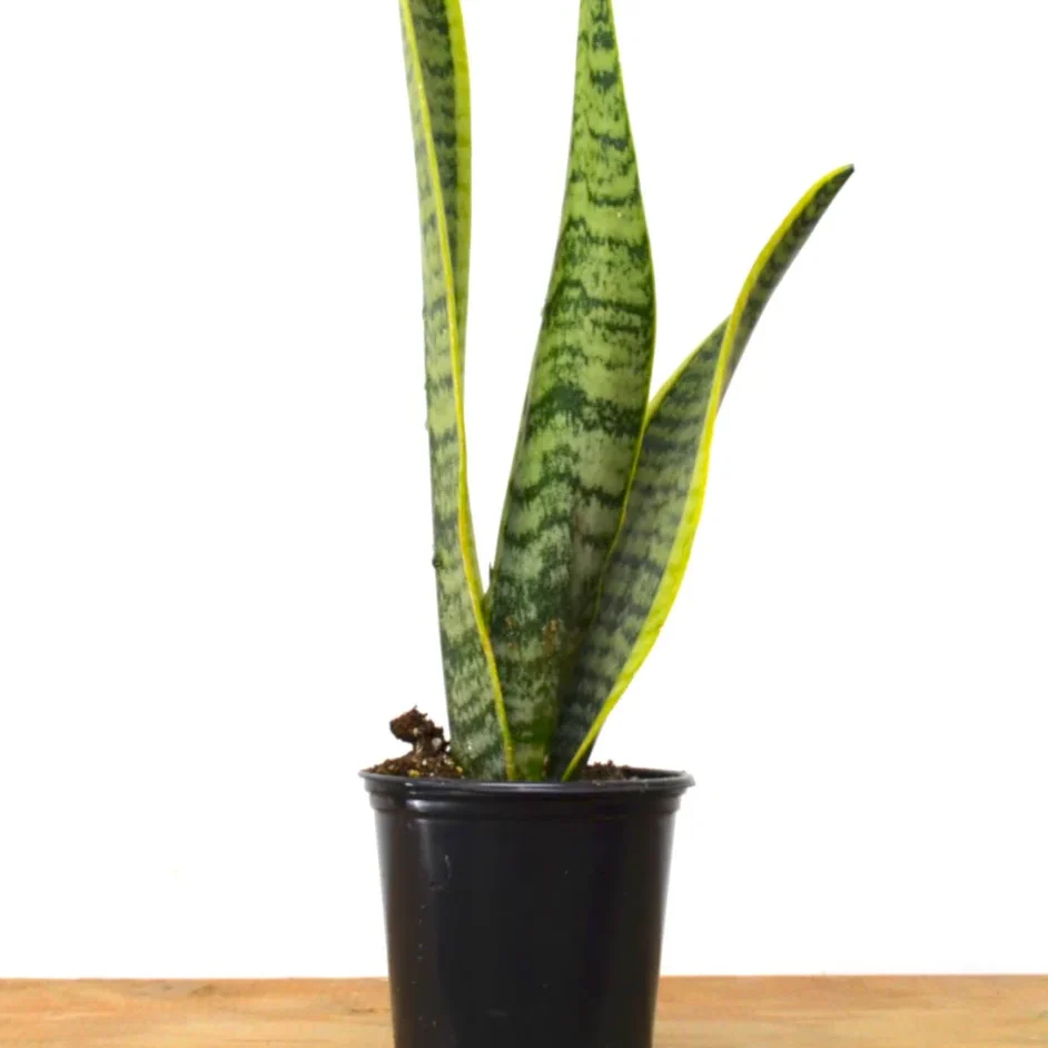 Sansevieria Snake Plant (Small)