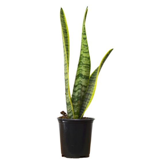 Sansevieria Snake Plant (Small)