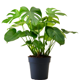 Monstera Broken Heart (Small)
