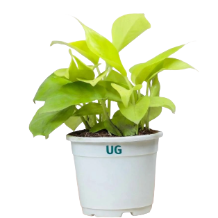Money Plant Golden (Small)
