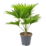 Table Palm