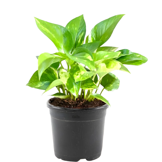 Money Plant (Small)