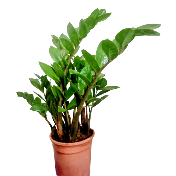 ZZ Green (Small)