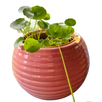 Round Spiral Pot 5" x 7"