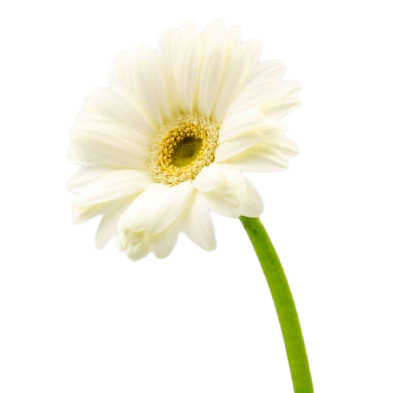 Single White Daisy (Mini Gerbera)
