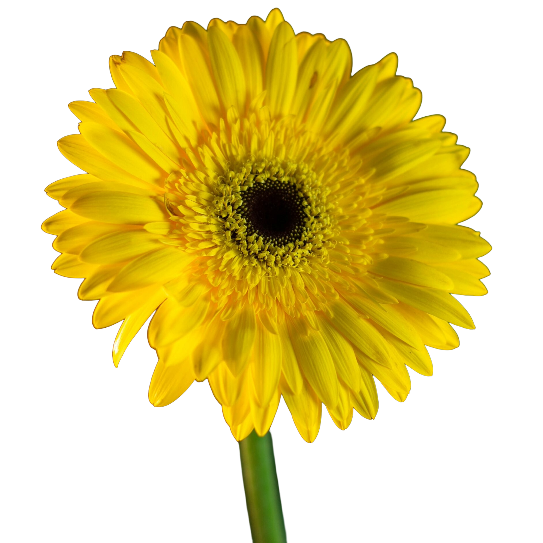 Single Yellow Daisy (Mini Gerbera)