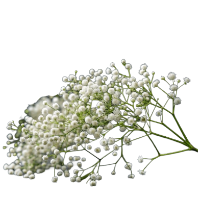 Gypsophila (Babies Breath) Single Stem