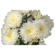 White Chrysanthemum (Single Stem)