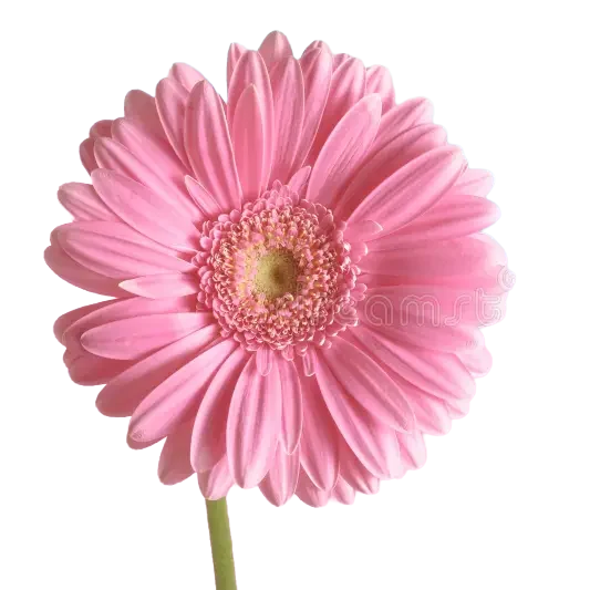 Single Pink Gerbera