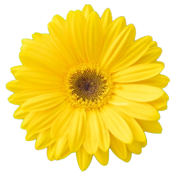 Single Yellow Gerbera