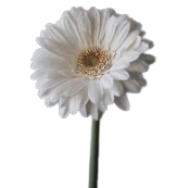 Single White Gerbera