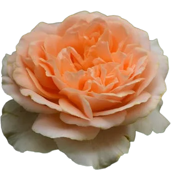 Single Peach Rose
