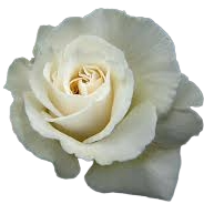 Single White Rose