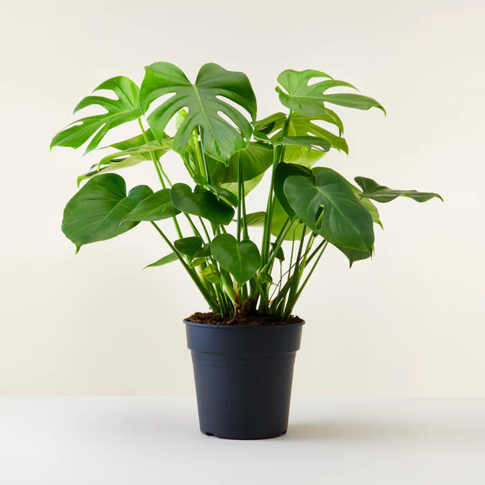 Monstera Broken Heart (Small)