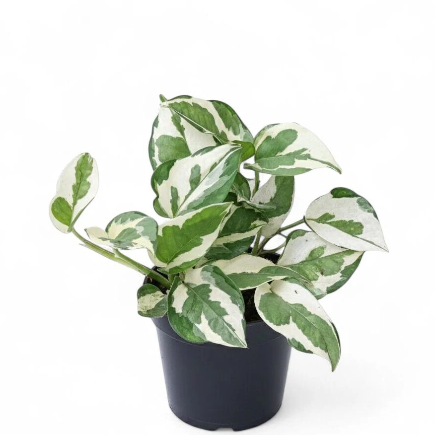 Money Plant Enjoy (Small)