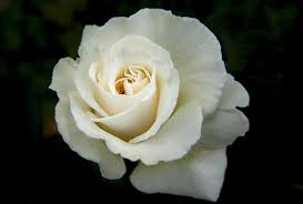 single white rose