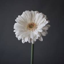 single white gerbera