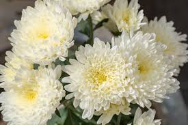 white chrysanthemum (single stem)