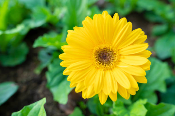 single yellow gerbera