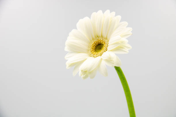 single white daisy (mini gerbera)