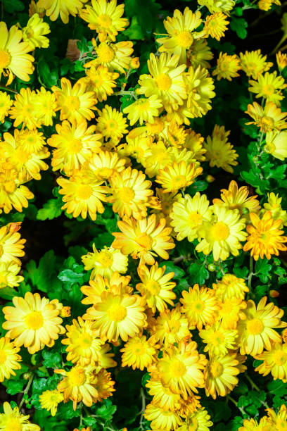 yellow chrysanthemum (single stem)