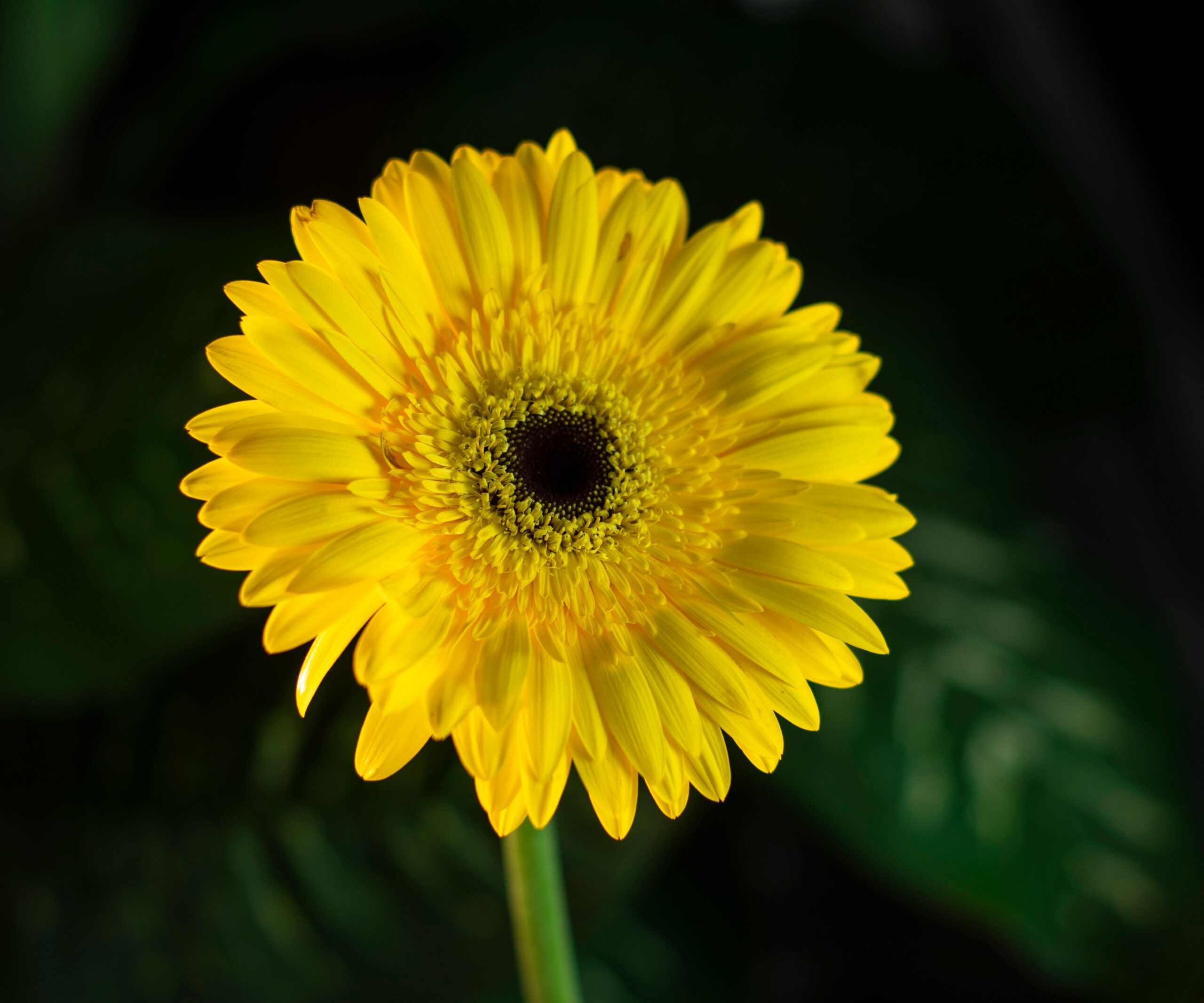 single yellow daisy (mini gerbera)