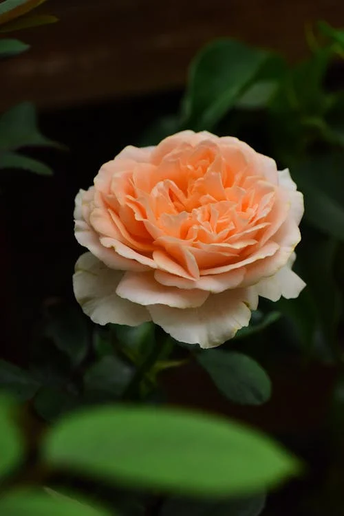 single peach rose