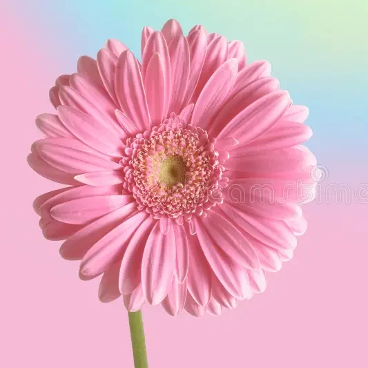 single pink gerbera