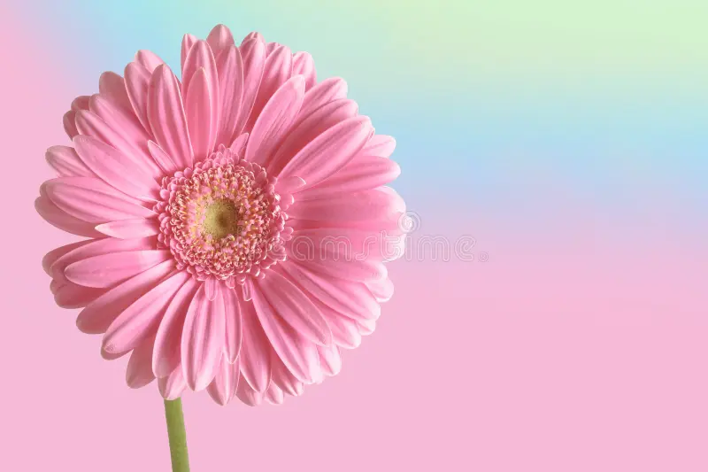single pink gerbera