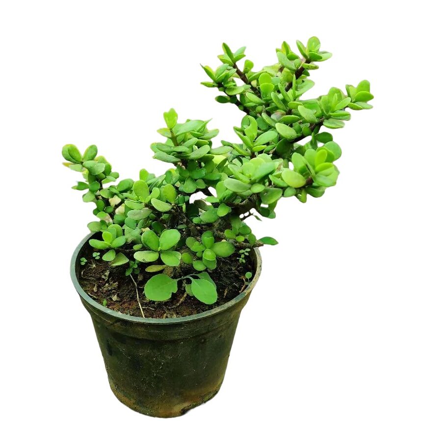 Lucky Jade Plant (Small)
